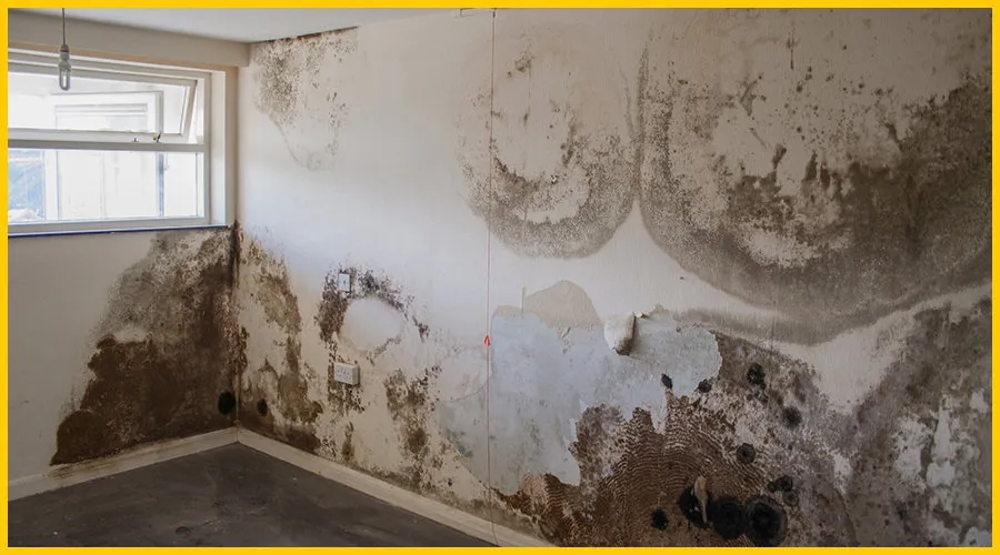 Dampness on Wall Treatment